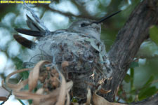 female hummingbird on nest